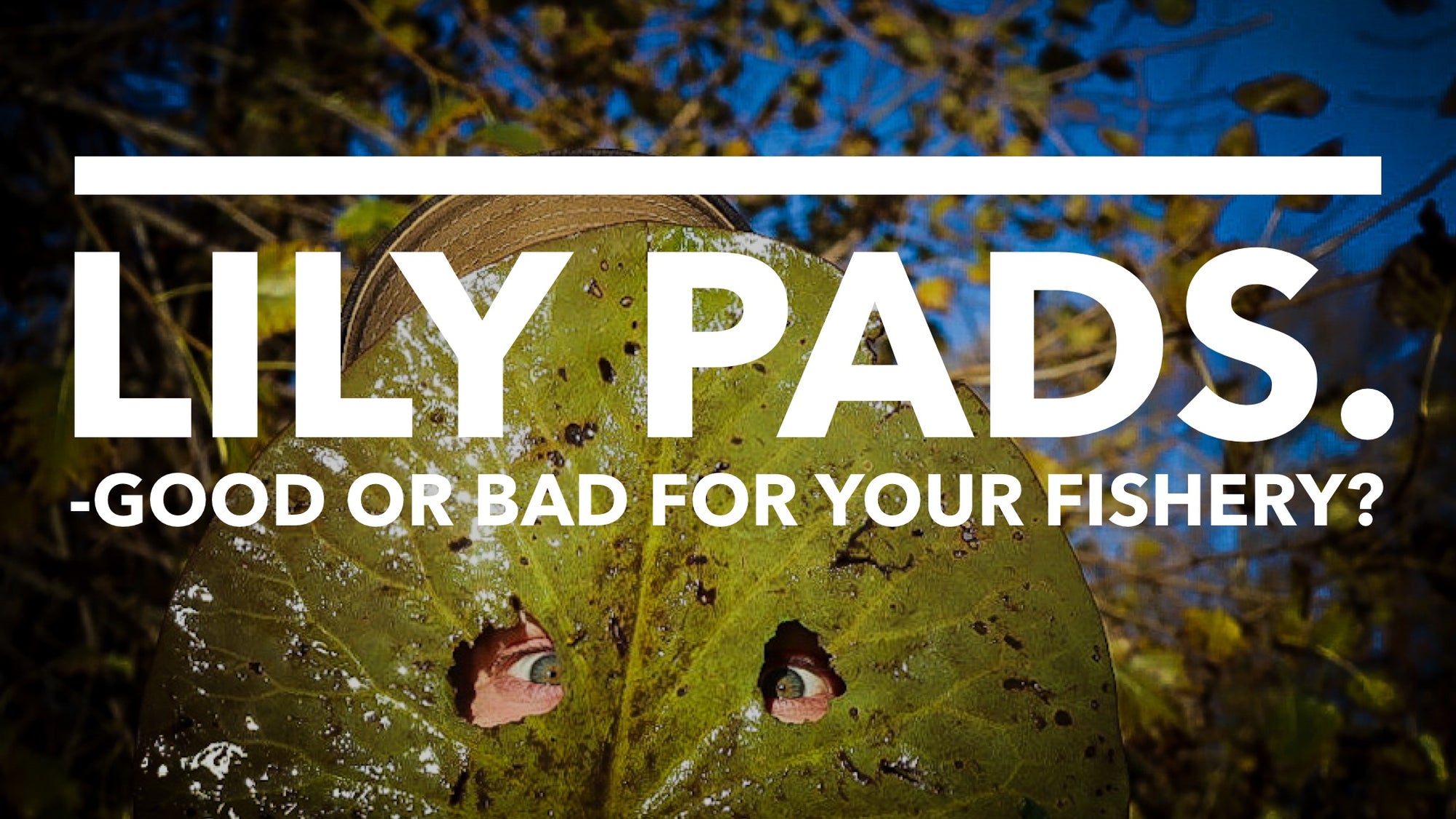 Lily pads - Good or bad for your fishery?