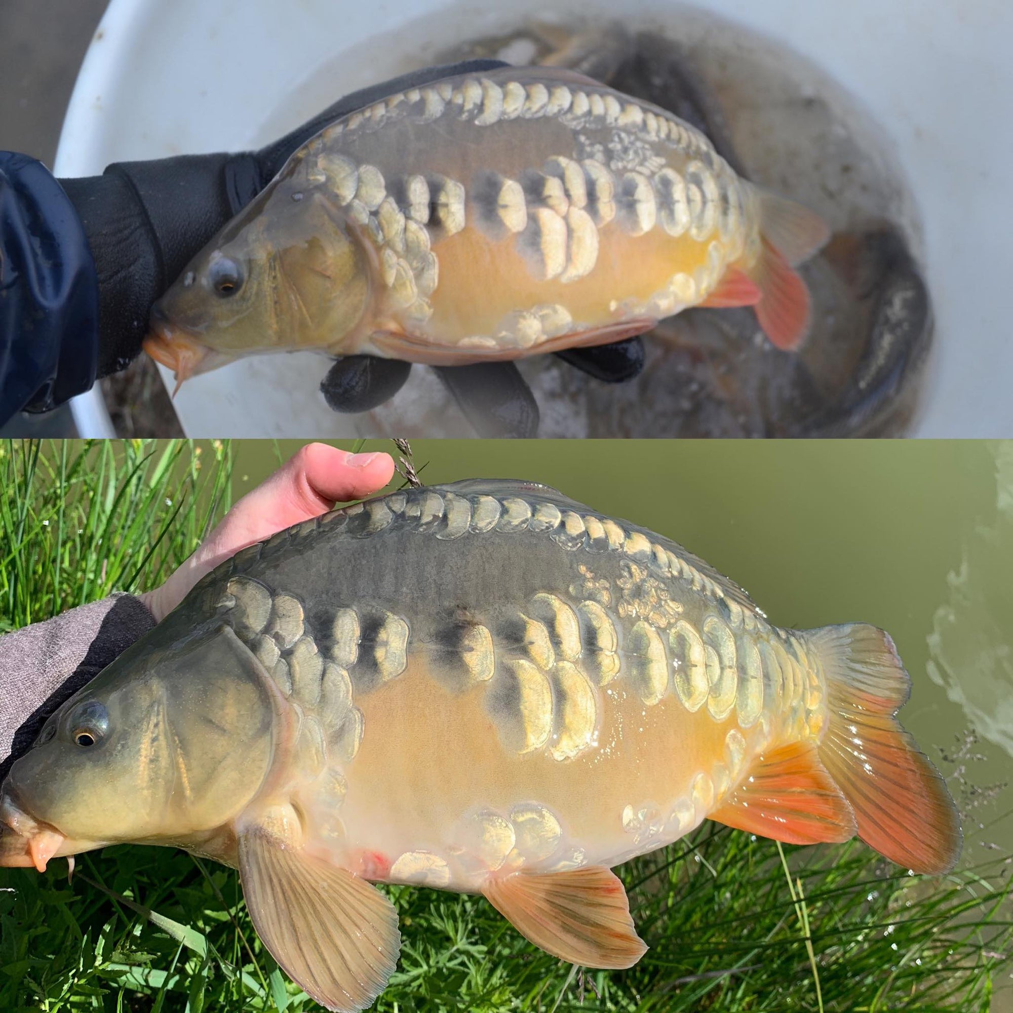 Early Carp growth at BP Milling, a great start to the growing season!