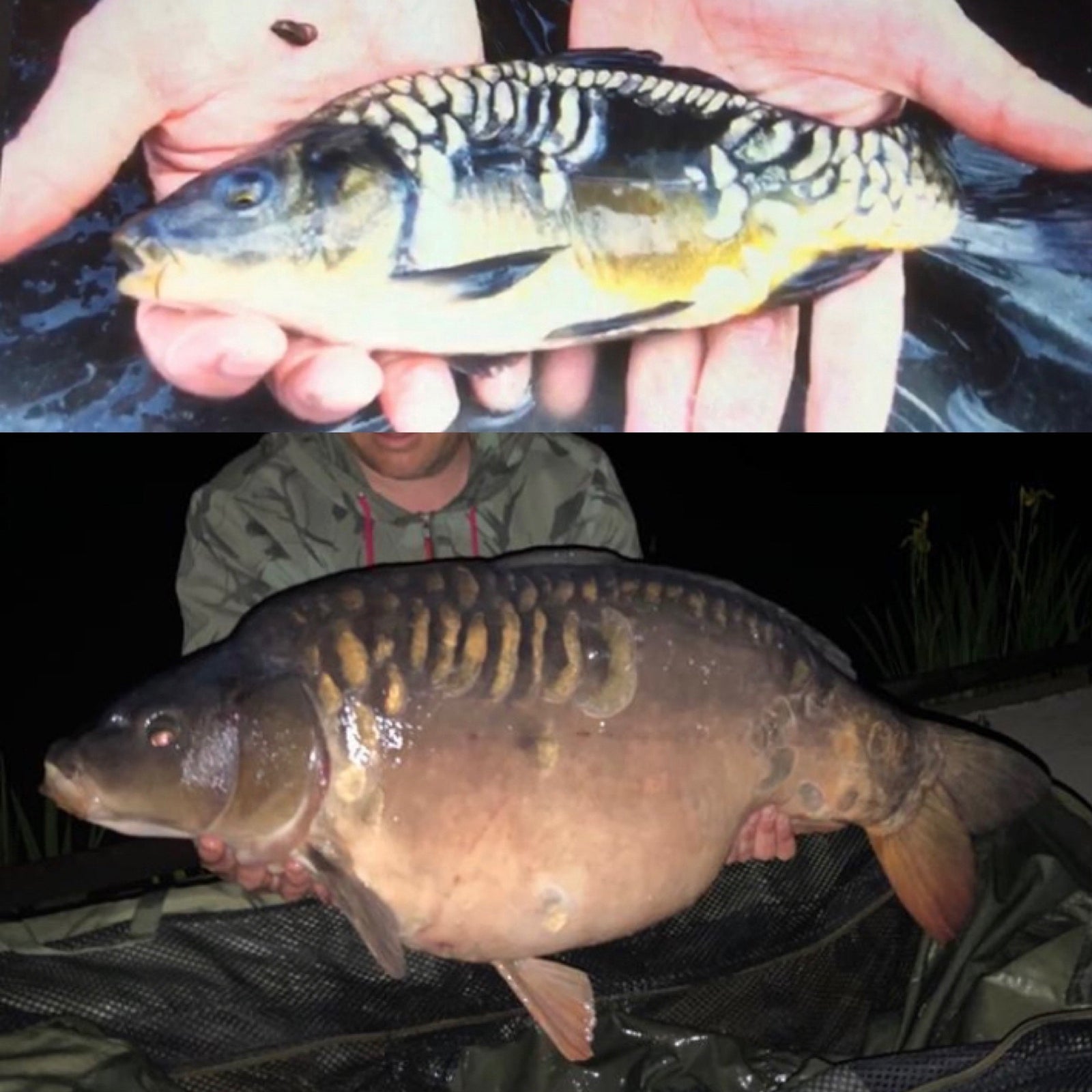 Carpenters Lake Syndicate record smashed