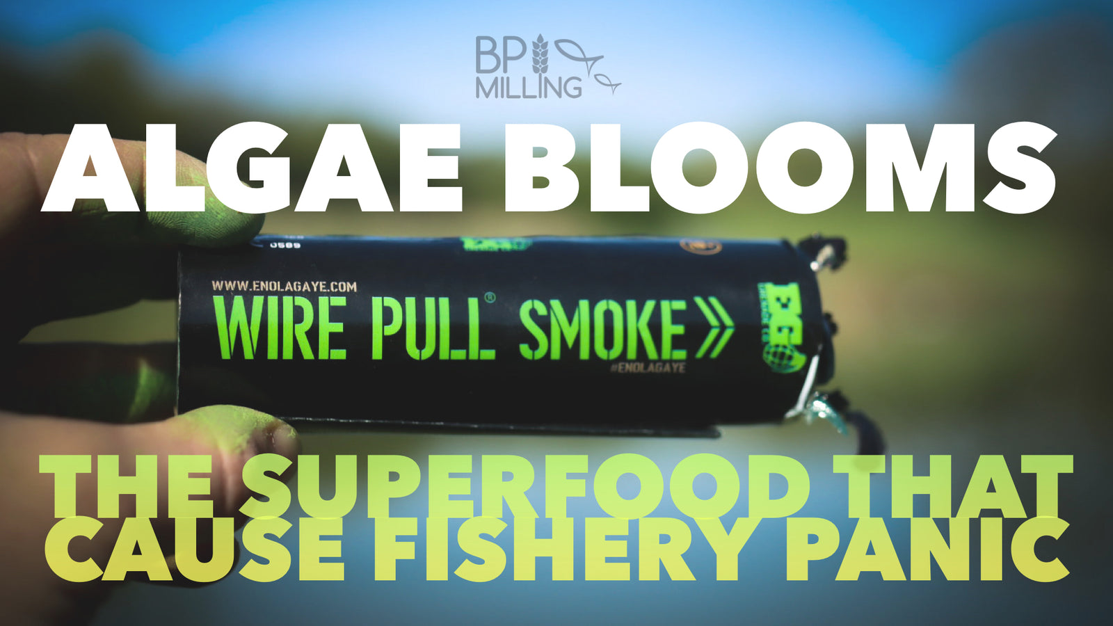 Algae blooms - The free superfood for fisheries