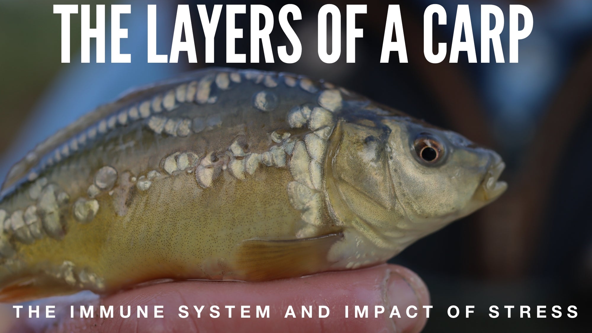 The layers of a Carp, the immune system and impact of stress.