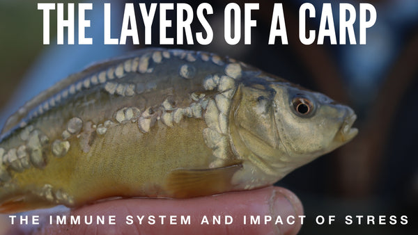 Carp Derma The layers of a Carp, the immune system and impact of stress. - B P ...