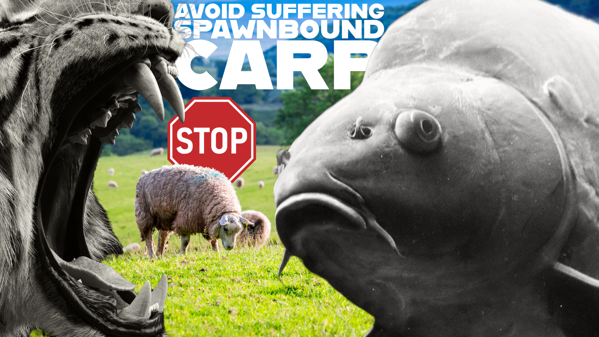 Avoid suffering spawnbound carp mortalities